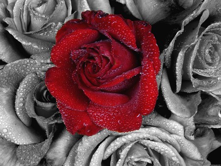 Red-Rose - garden, hot, rose, red