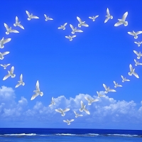 Heart-Shaped Doves Formation