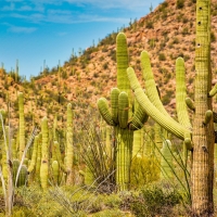 Saguaro National Monument West, Tucson, Arizona