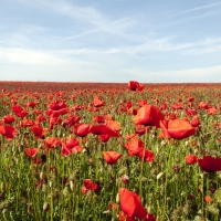 Poppy Field