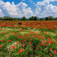 Poppy Meadow