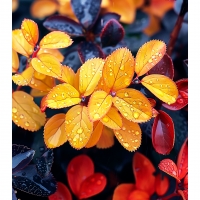 Water Drops on Leaves