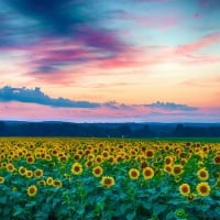 Field of Sunflowers at Sunset