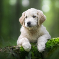 Golden Retriever puppy