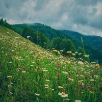 Along the chamomiles, Georgia