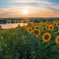 Sunflowers by Lake