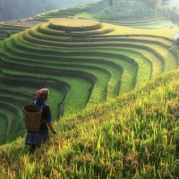 China - Rice Fields