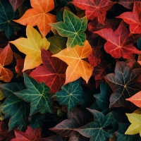 Autumn ivy leaves