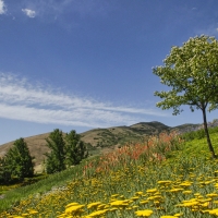 Red Butte Garden, Salt Lake City, Utah