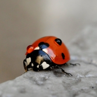 Ladybug