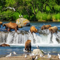 Salmon Fishing in Katmai N.P., Alaska