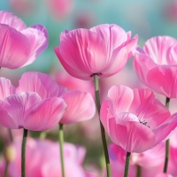 Pink poppy field