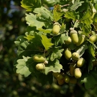 Acorns on Oak