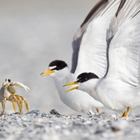 Ghost Crab vs Terns