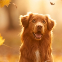 Nova Scotia Duck Tolling Retriever dog