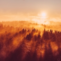 Sunrise over Forest