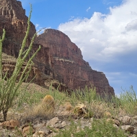 Cactus in the Grand Canyon, Arizona