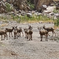 Road Block, Long Horn Sheep