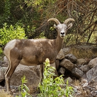 Long Horn Sheep at the Grand Canyon