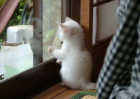 Can I go Out and Play? - white, kittens, photography, cats, animals