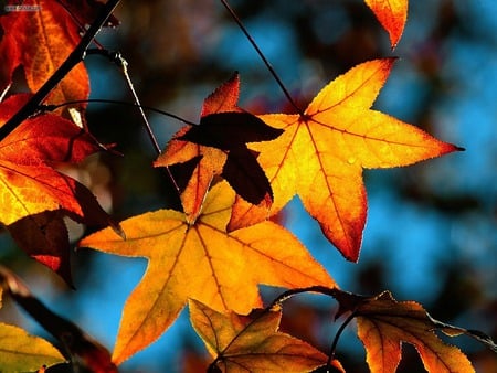 Colors of Fall - yellow, blue, red, leaves, gold