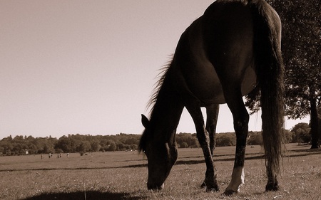 New Forest Pony Grazing - grazing, horses, animals