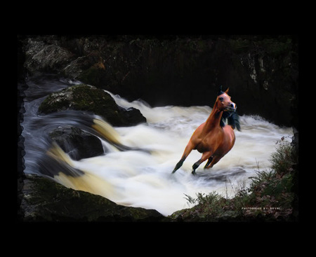 WATER HORSE - horses, nature, wonderful, beautiful