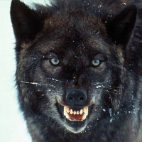 Black wolf, snarling