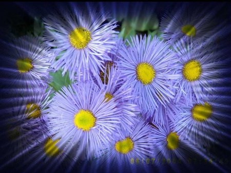 azure blue flowers - flowers, azure blue