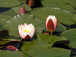 ethereal flowers lopoči