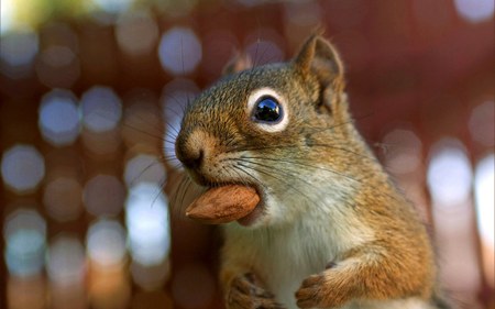 Cheeky Chipmunk - animal, cheeky, nut, chipmunk