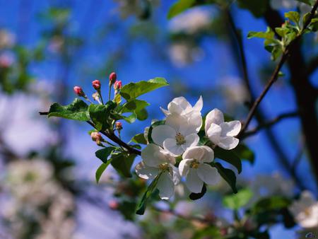 spring flowers - white, flowers, spring