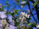 spring flowers