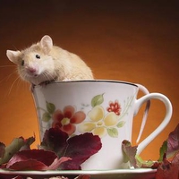 Cup of Mouse