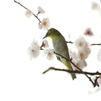 Plum Blossoms