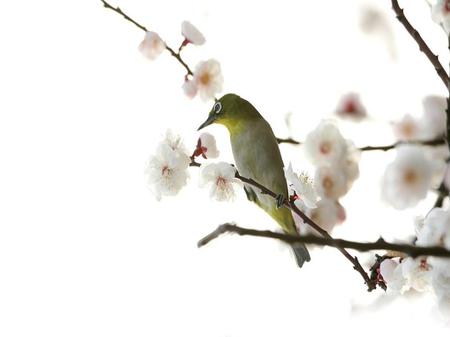 Plum Blossoms - tree, flowers, plum blossoms, bird