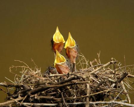 Baby Birds - birds, hungry, nest, chicks