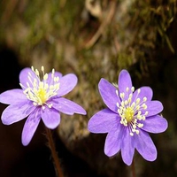 Purple Flowers