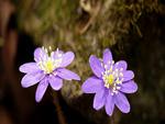 Purple Flowers