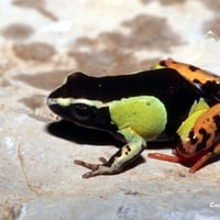 A Frog Basking in The Sun