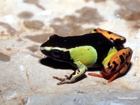 A Frog Basking in The Sun - frogs, amphibians, animals