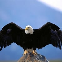 WINGSPAN BALD EAGLE