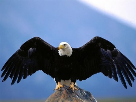 WINGSPAN BALD EAGLE - wingspan, bald, eagle, animals, wings, span, birds