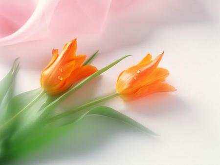 orange tulips 1600x1200.jpg