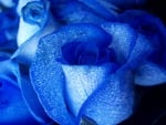 Blue rose articially coloured. jpg