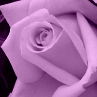 light purple rose beautiful . jpg