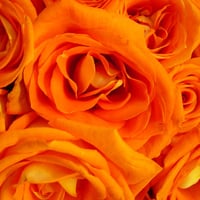 orange rose pretty folds. jpg