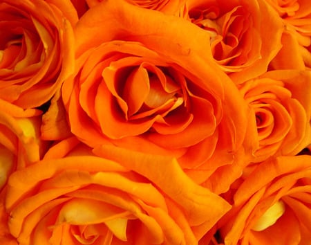 orange rose pretty folds. jpg - rose, smell, orange, buds