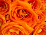 orange rose pretty folds. jpg