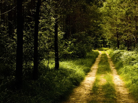 Forest-road - forest, road